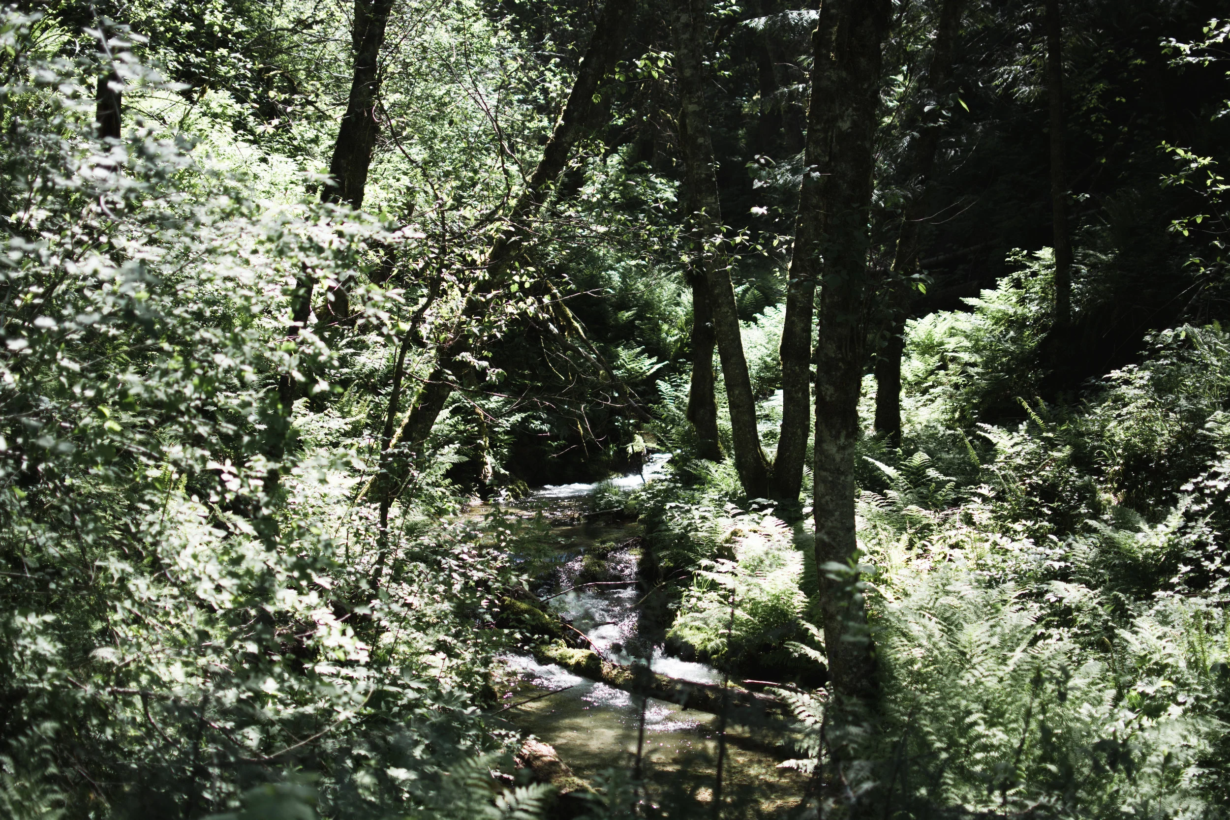 north fork clearwater river