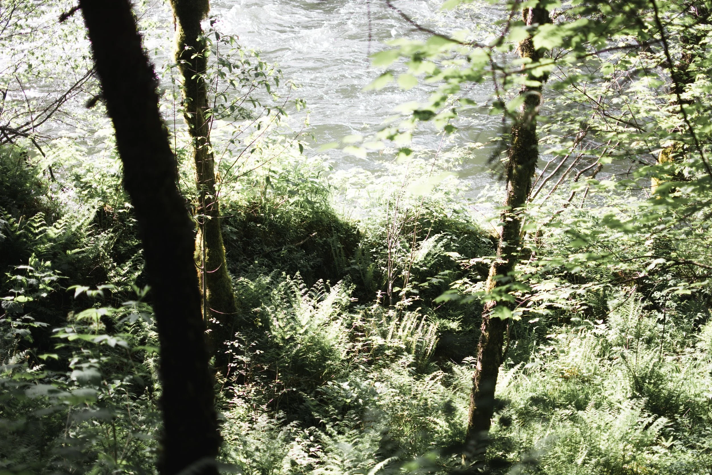 north fork clearwater river