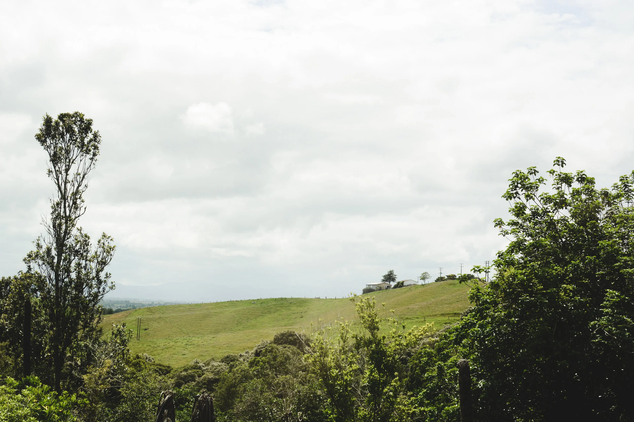 matamata