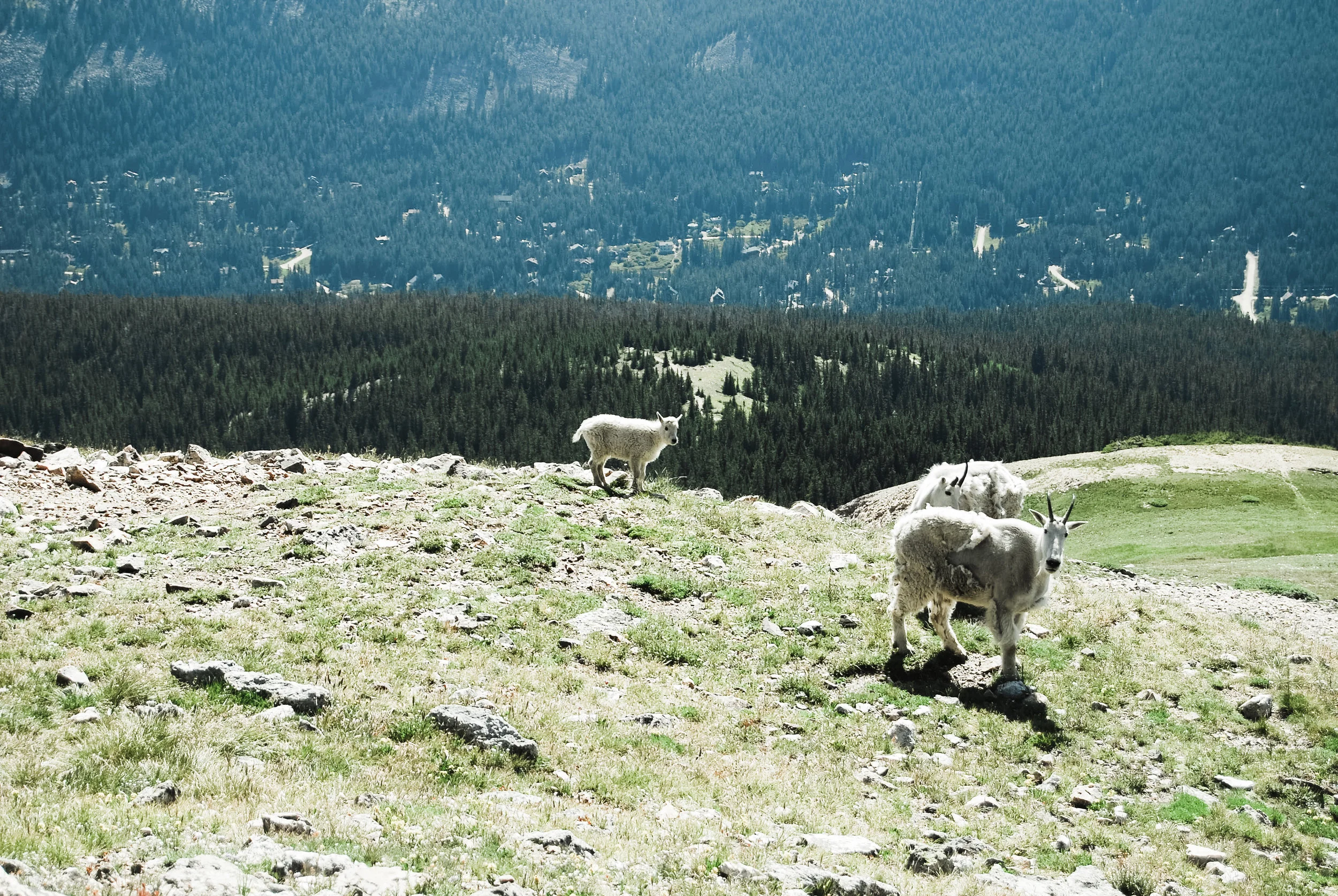 quandary peak