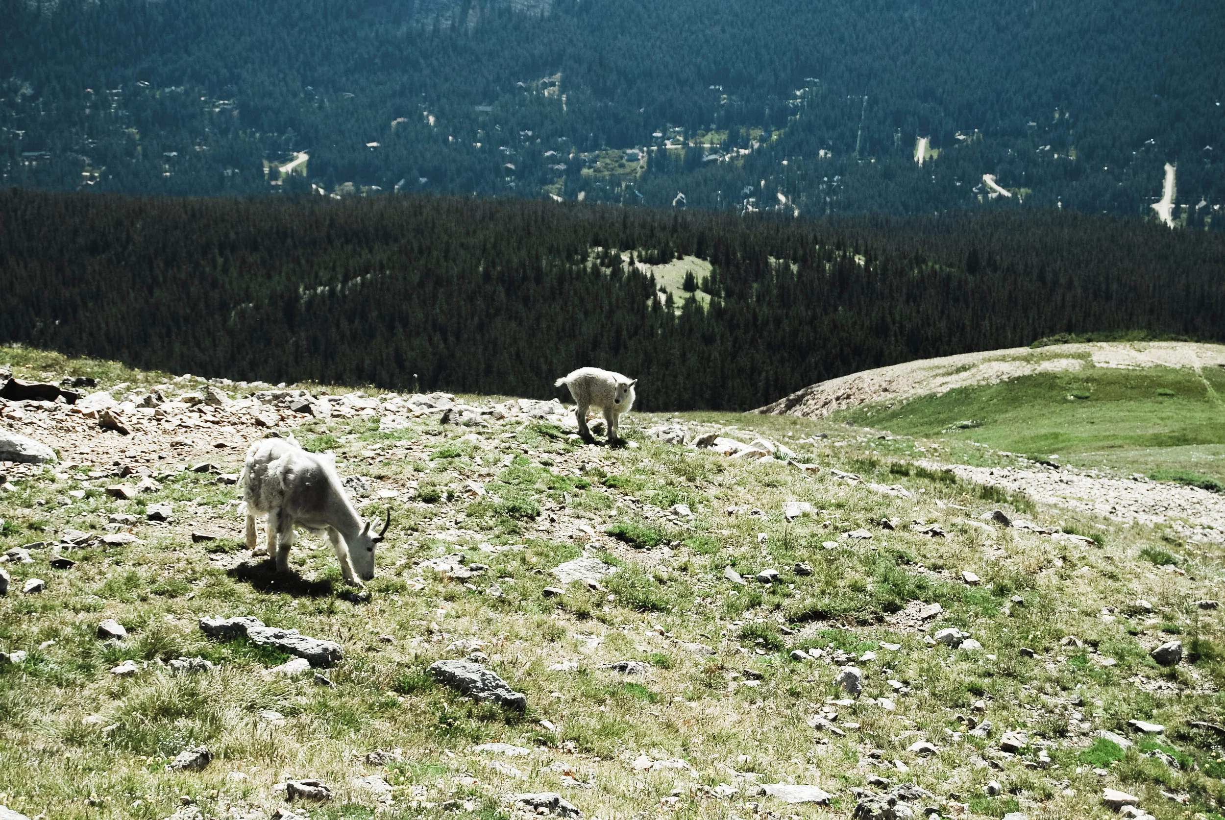 quandary peak