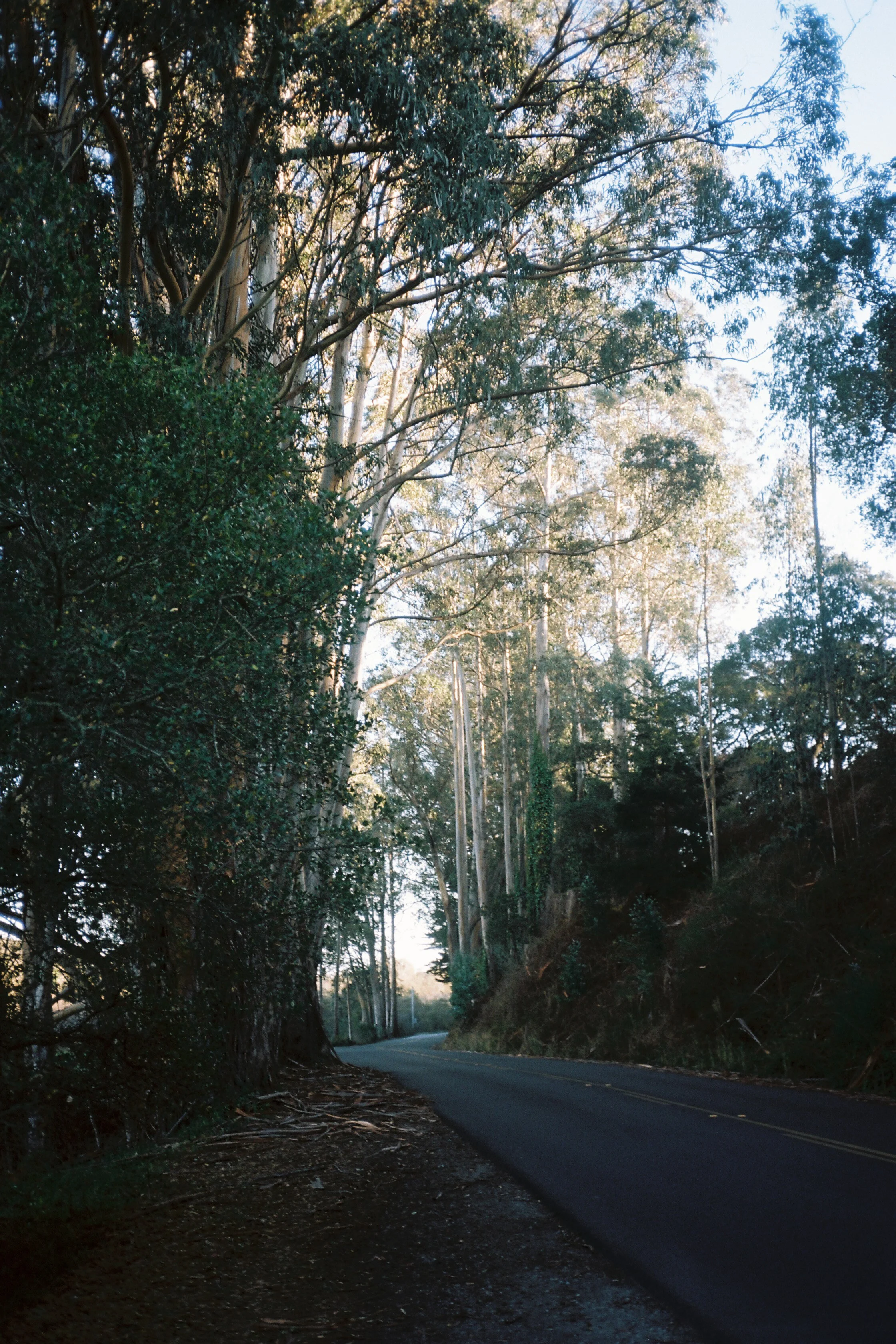 bolinas