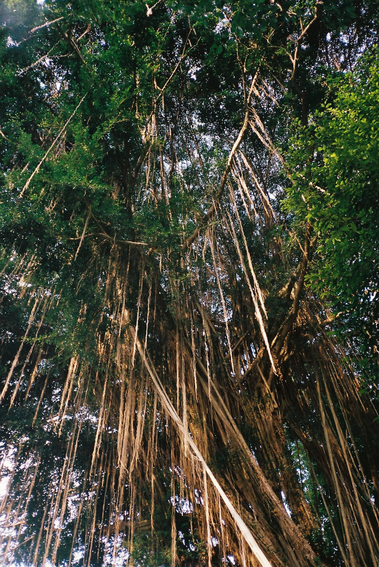 fort canning