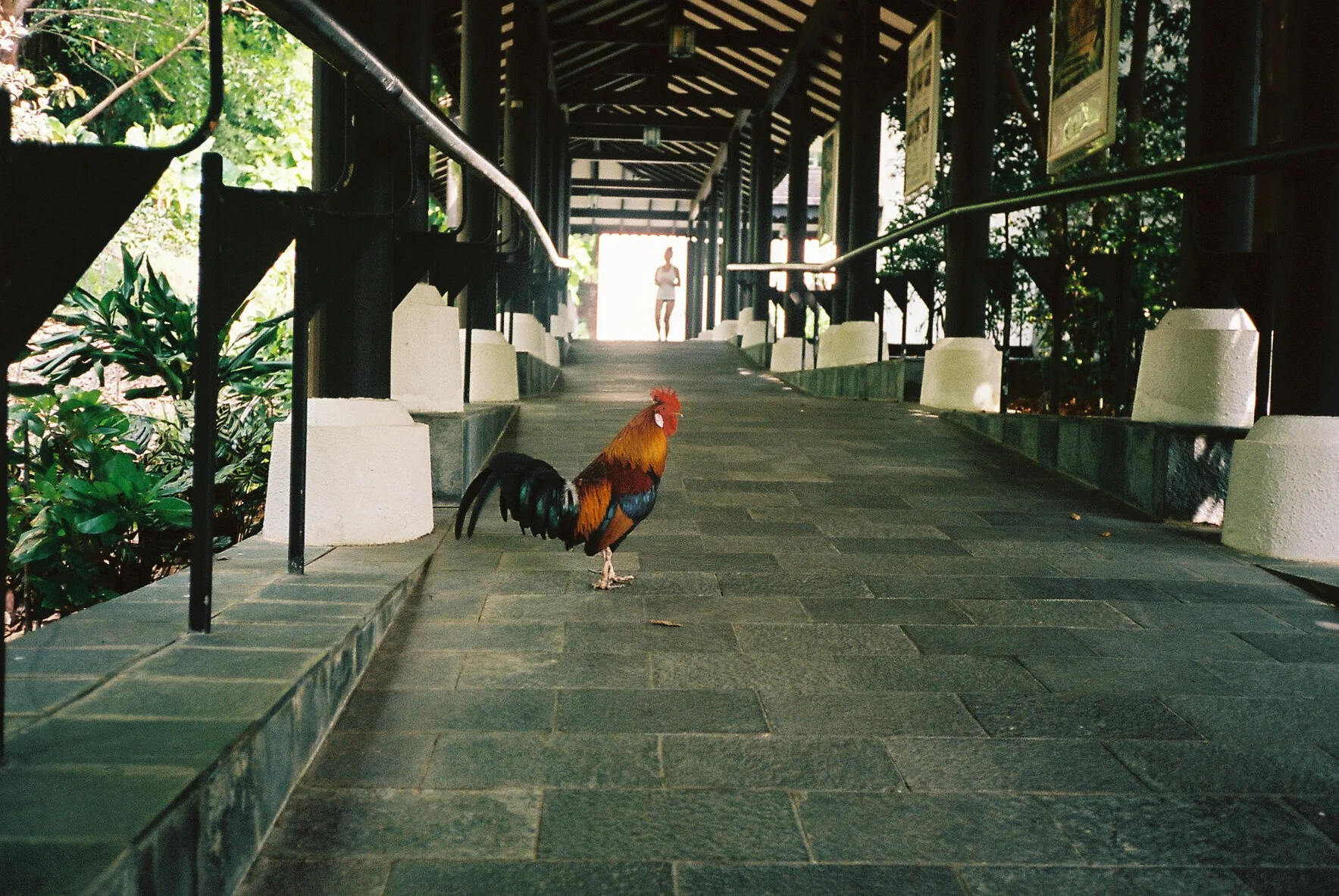 botanic gardens
