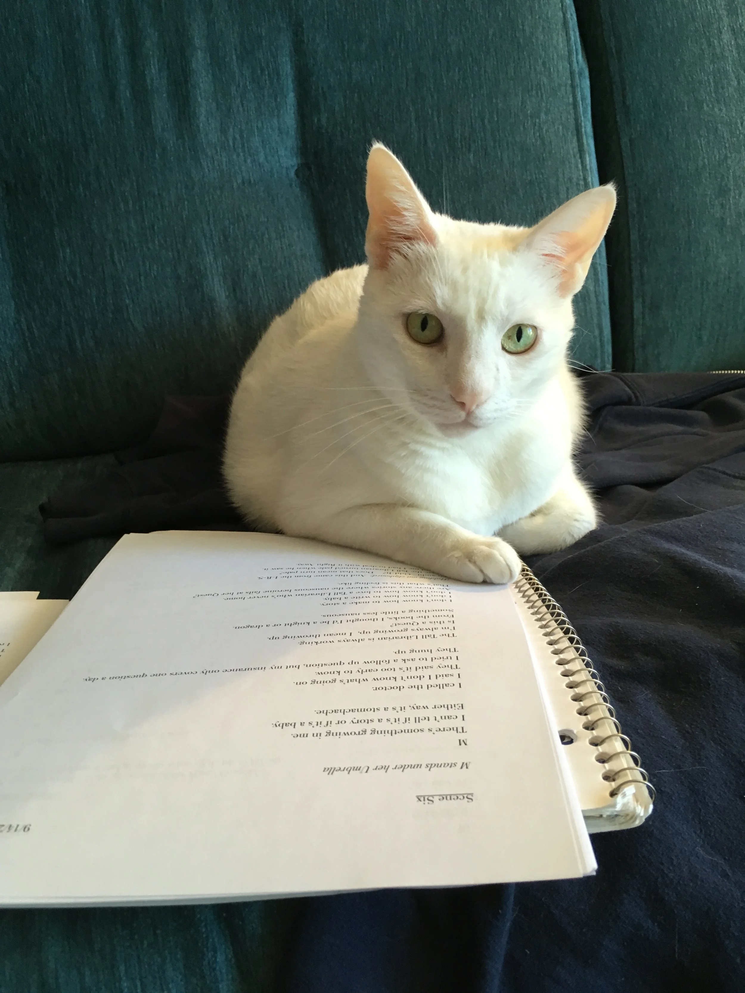 Cat on script.JPG