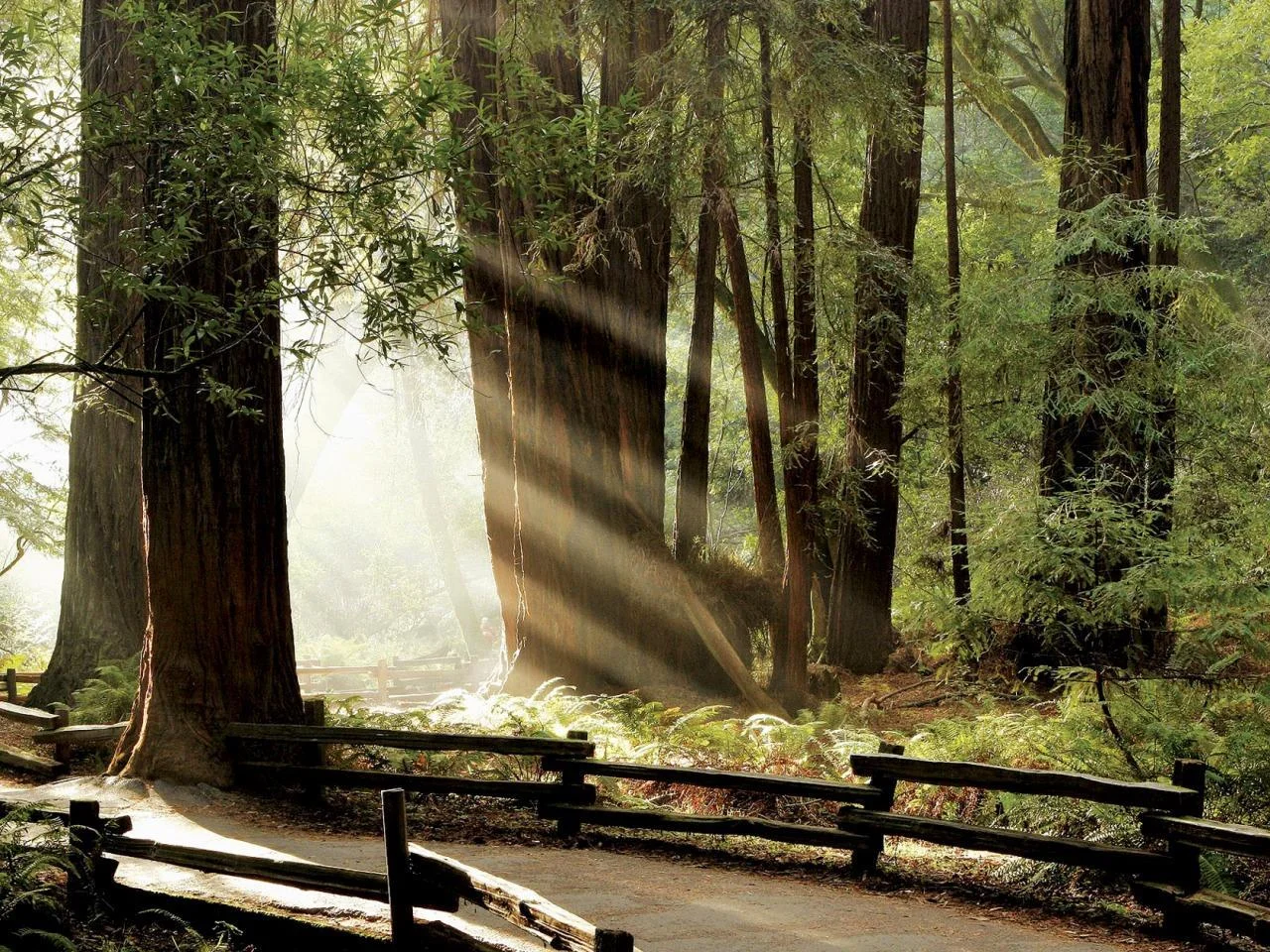 Redwood Trees_Virtuoso.jpg