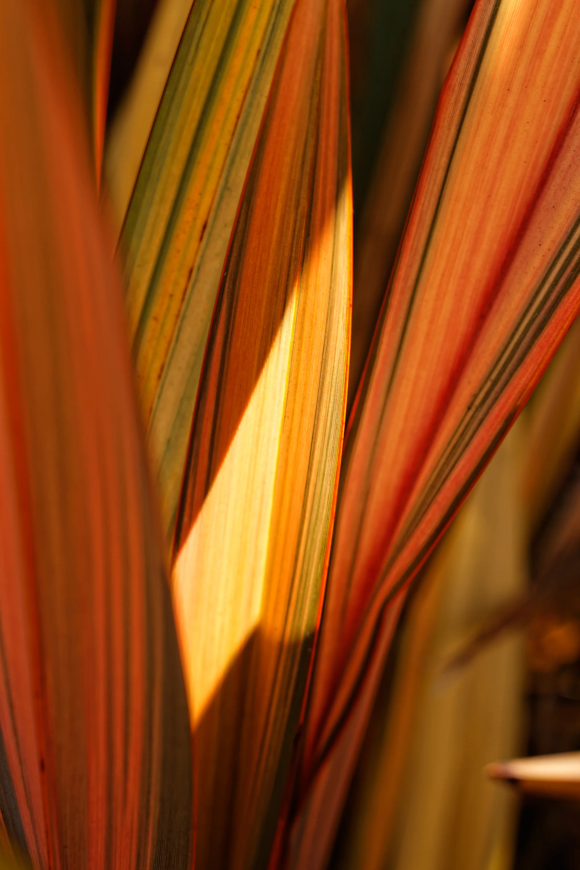 Leaves #1