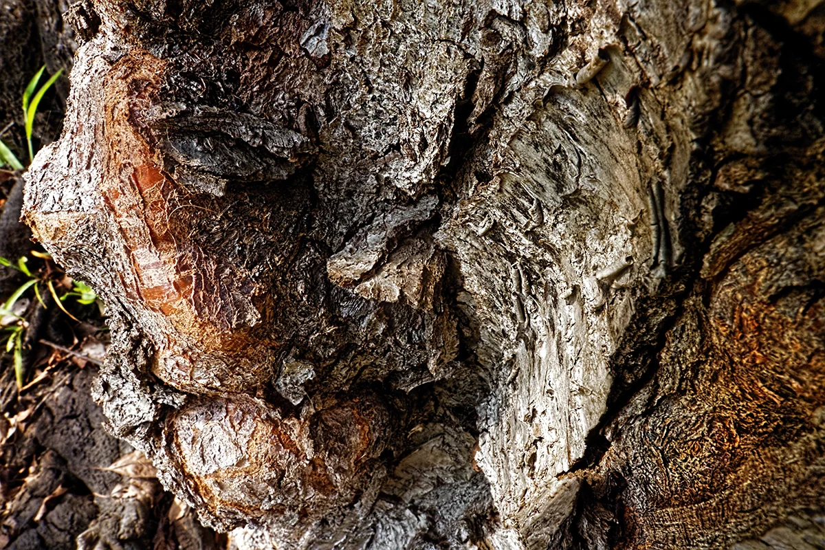 Bark #1
