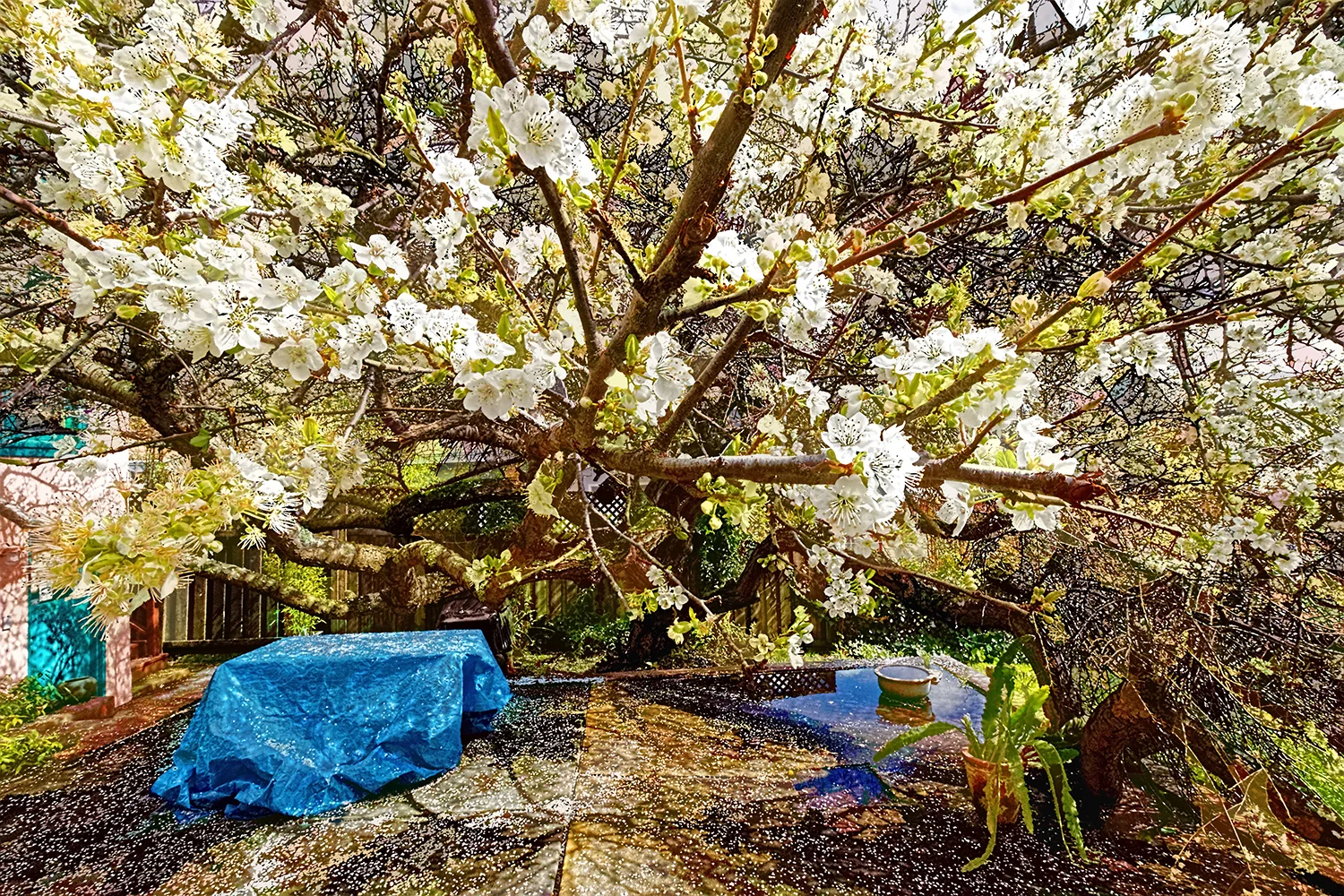 Plum-Tree-Blossoms