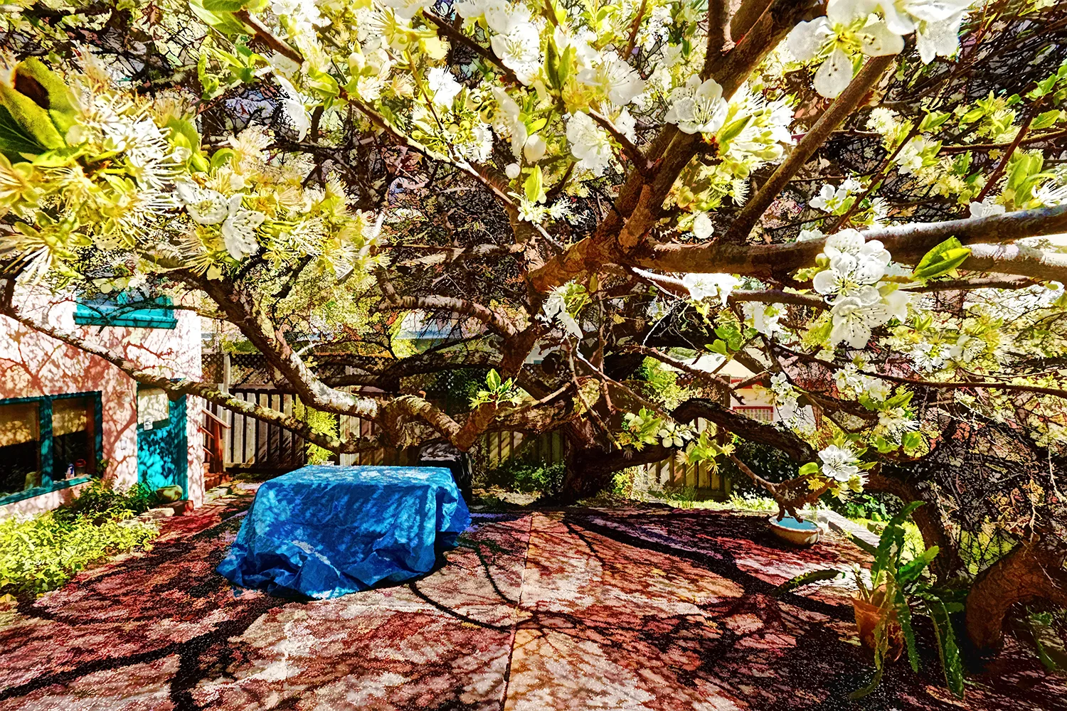 Plum-Tree-Blossoms #3
