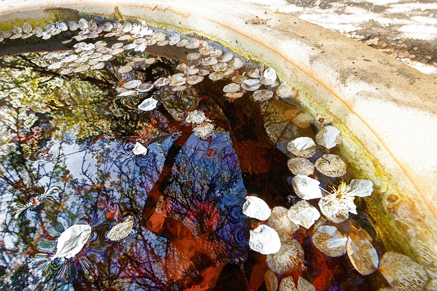 Plum-Tree-Blossoms: Until Next year #1