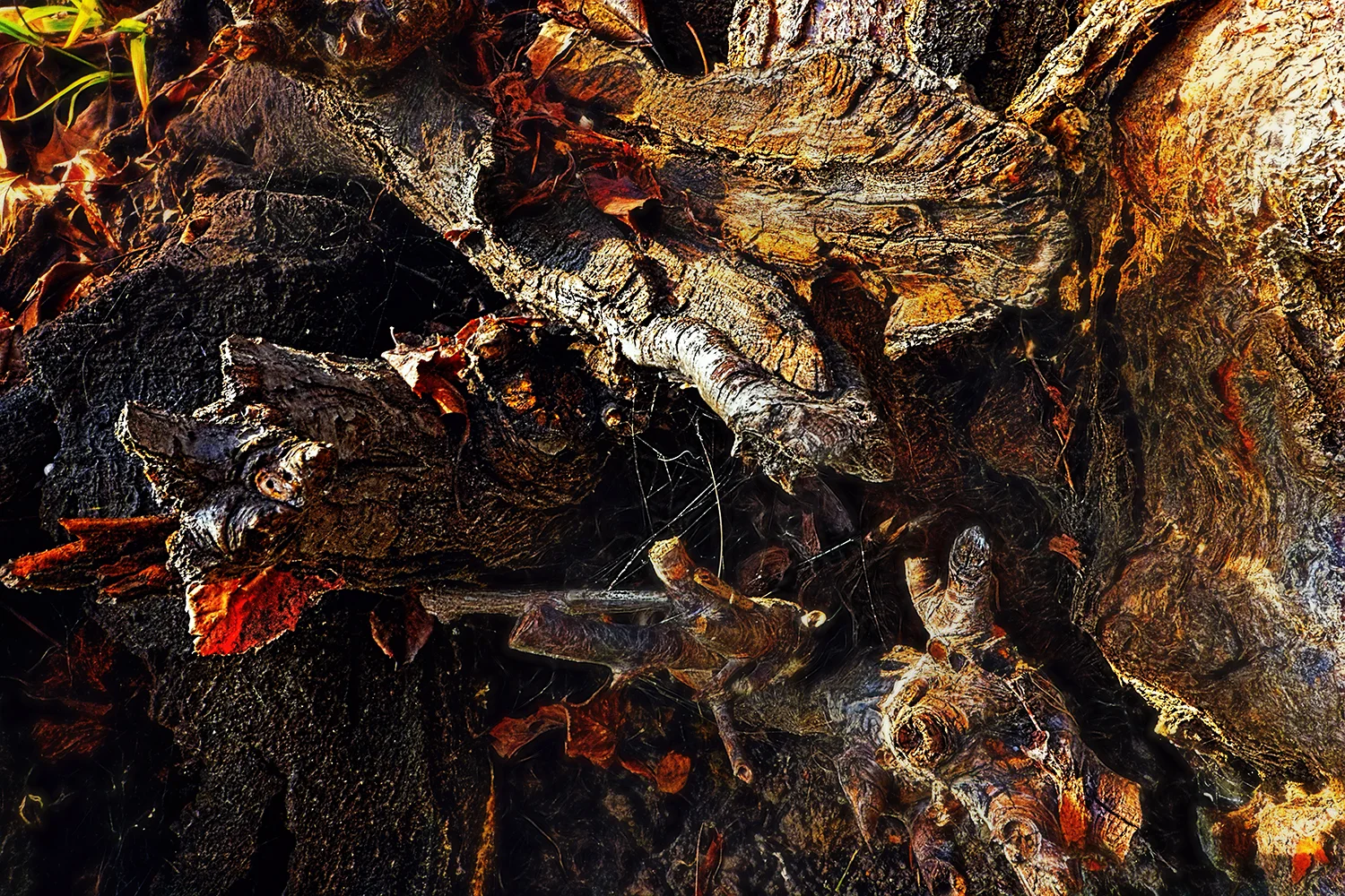 Bark #2