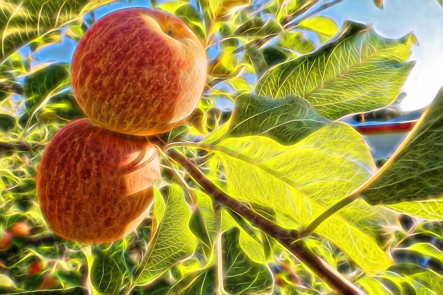 Fuji-Apples on Calmar