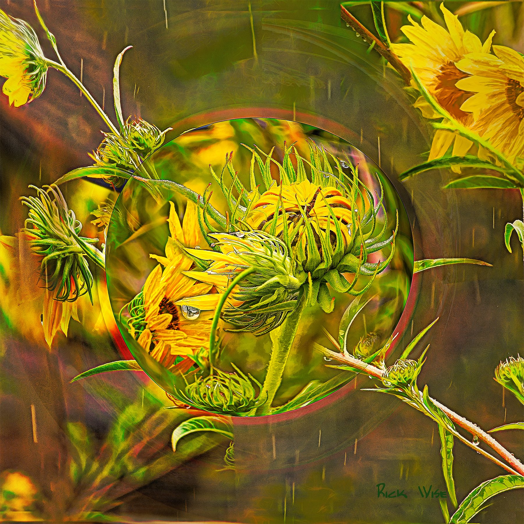 Sun in Rain (20x20)