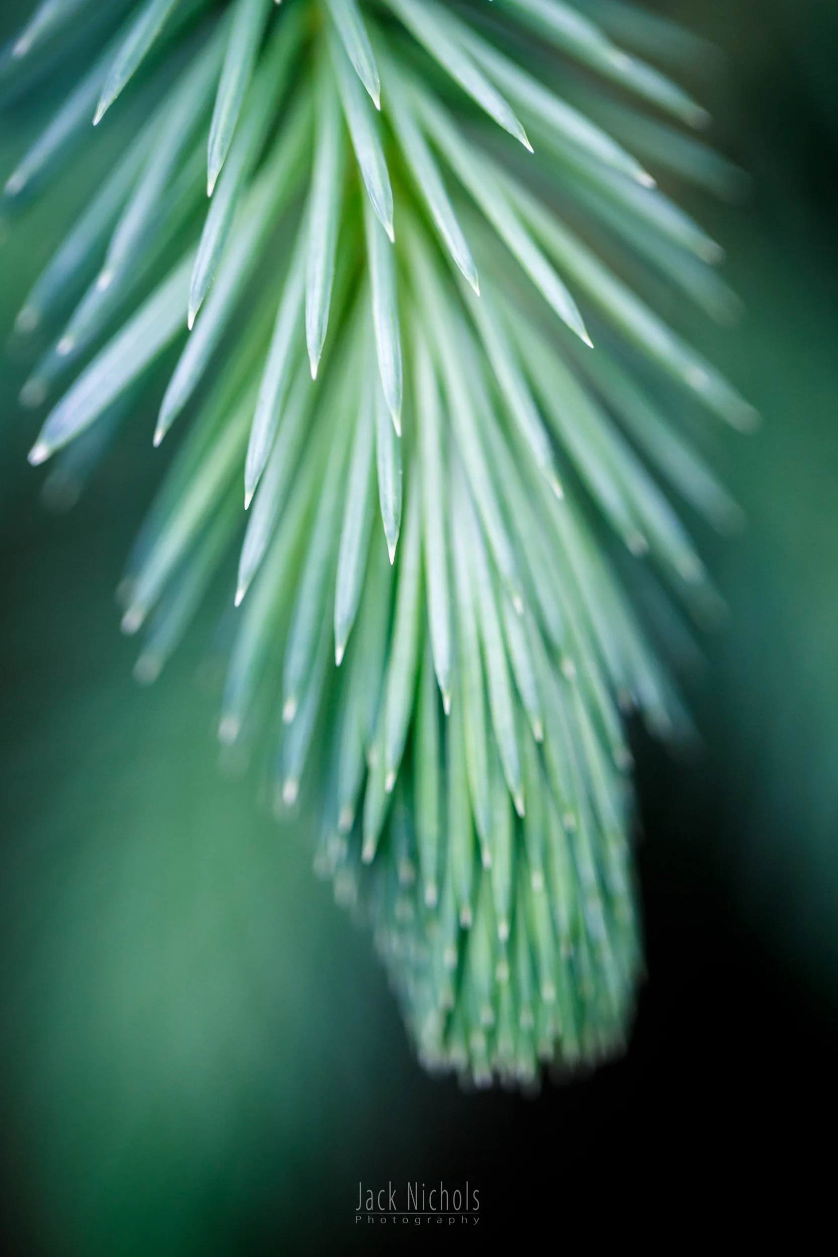 Pine