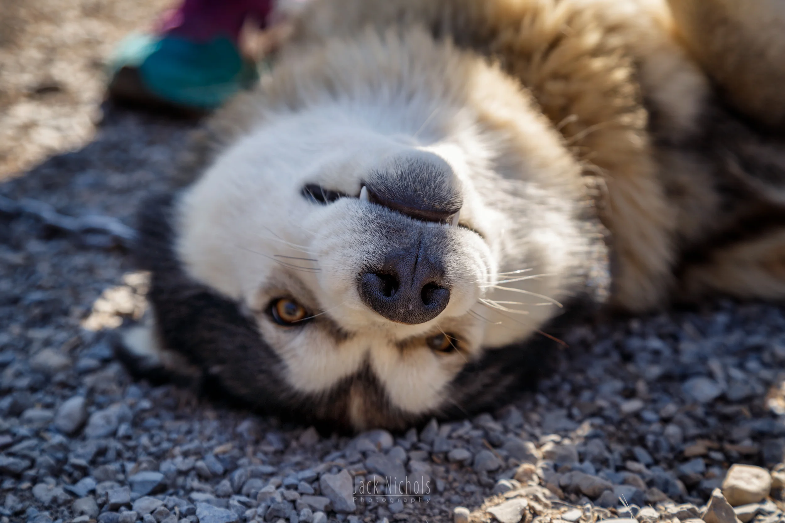 Oh hai