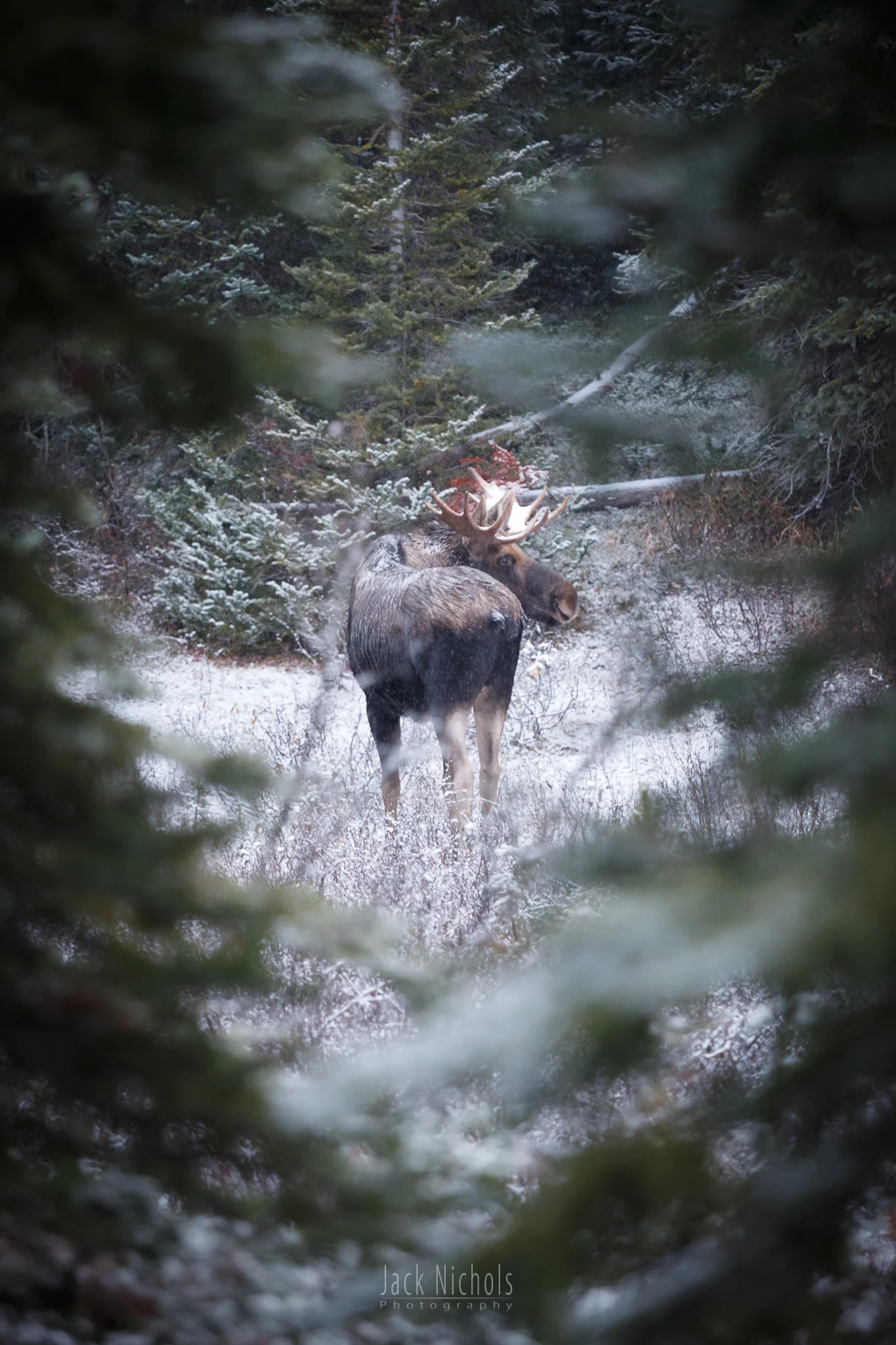 Bullwinkle