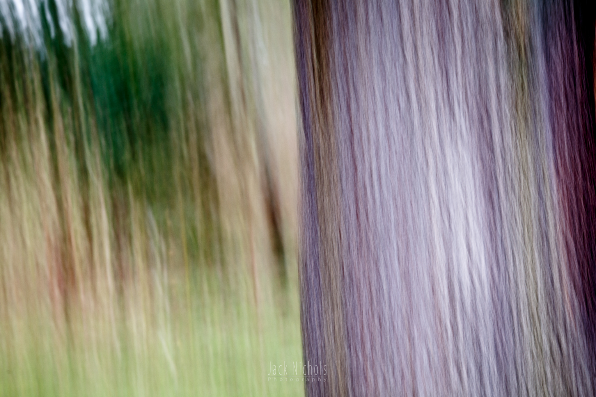 Trees-20170311.jpg