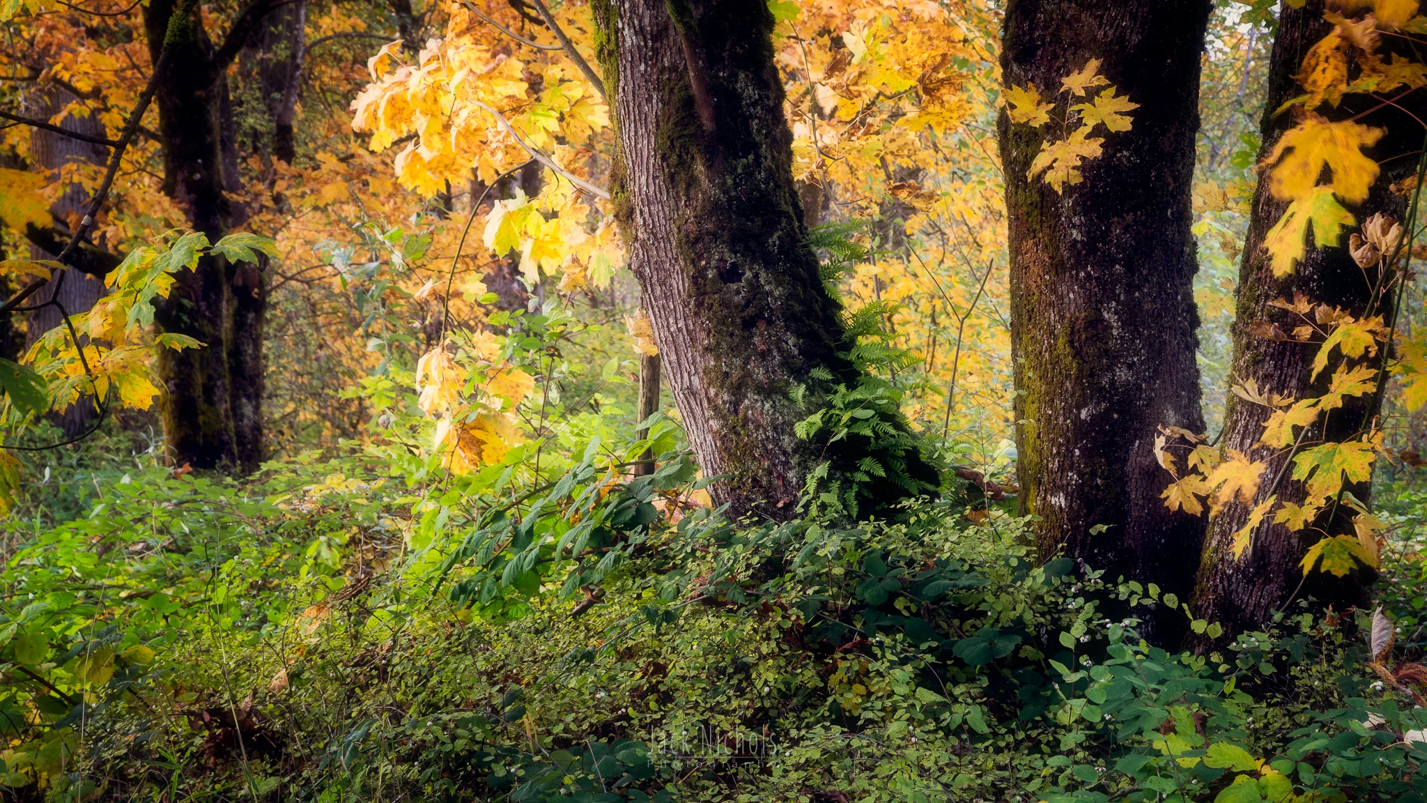 Autumn