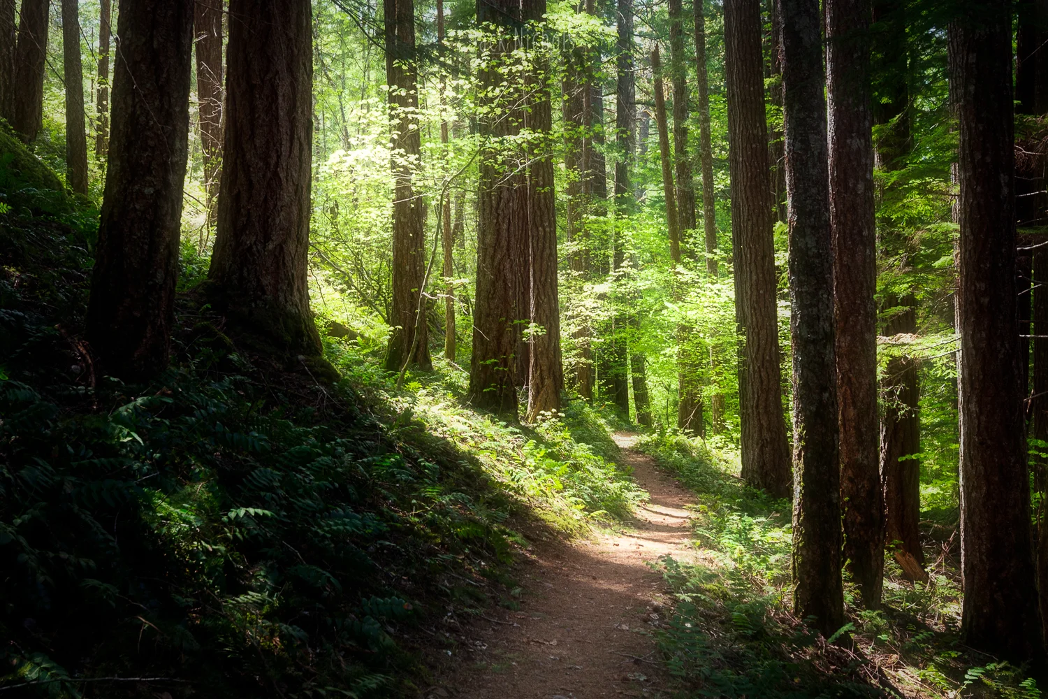 Enchanted Forest Jack Nichols Photography