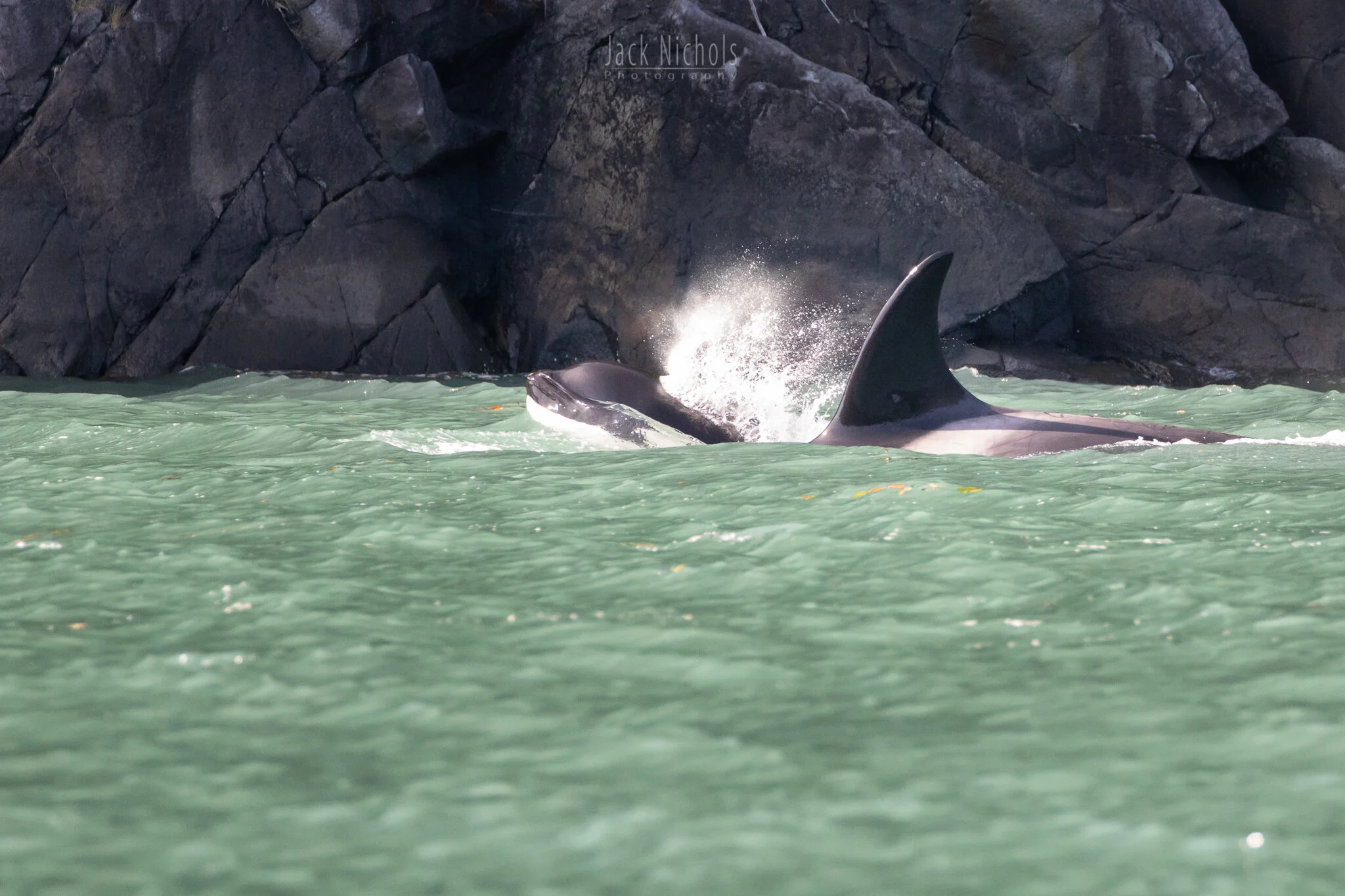 Campbell River, Water - Two orca whales playing in the waves-20190906.jpg