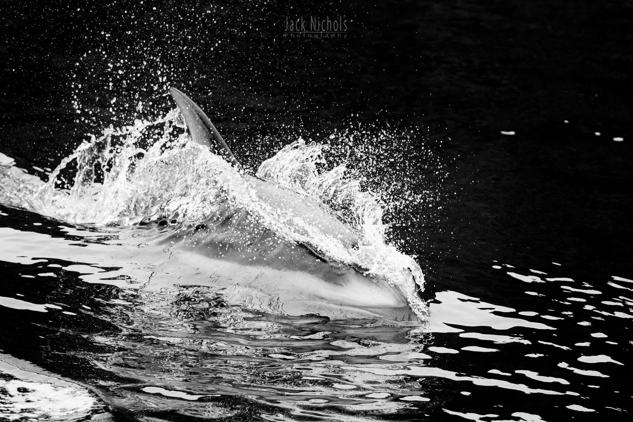 Campbell River, Water - Pacific Whiteside Dolphin breaking through the wake, black and white-20190907.jpg