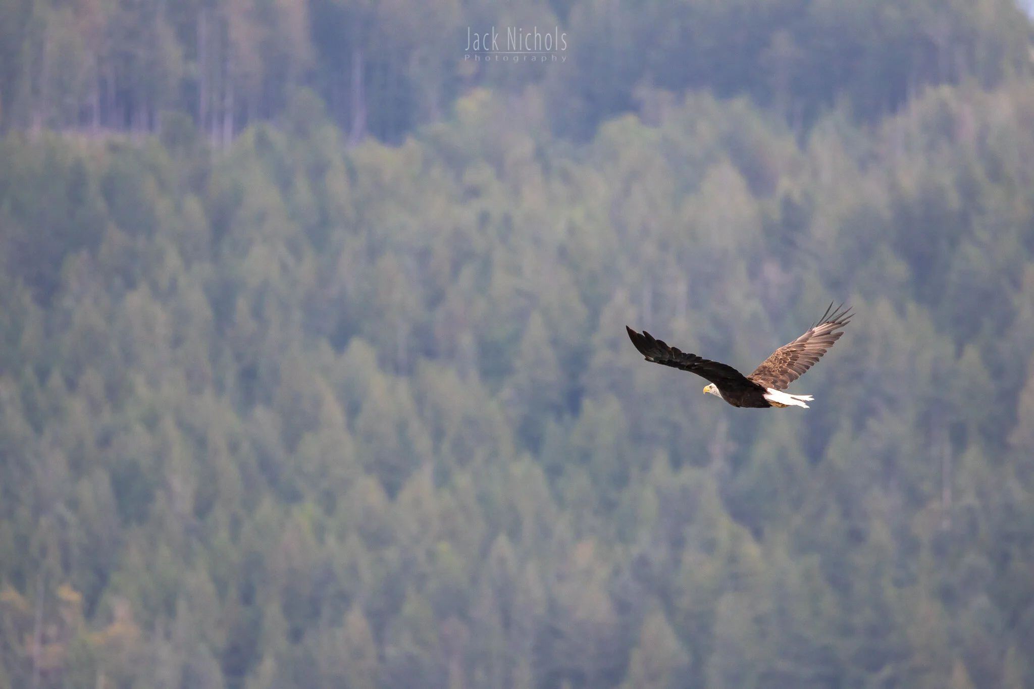 Campbell River, Water - Bald eagle flying in front of a distant forested hillside-20190907.jpg