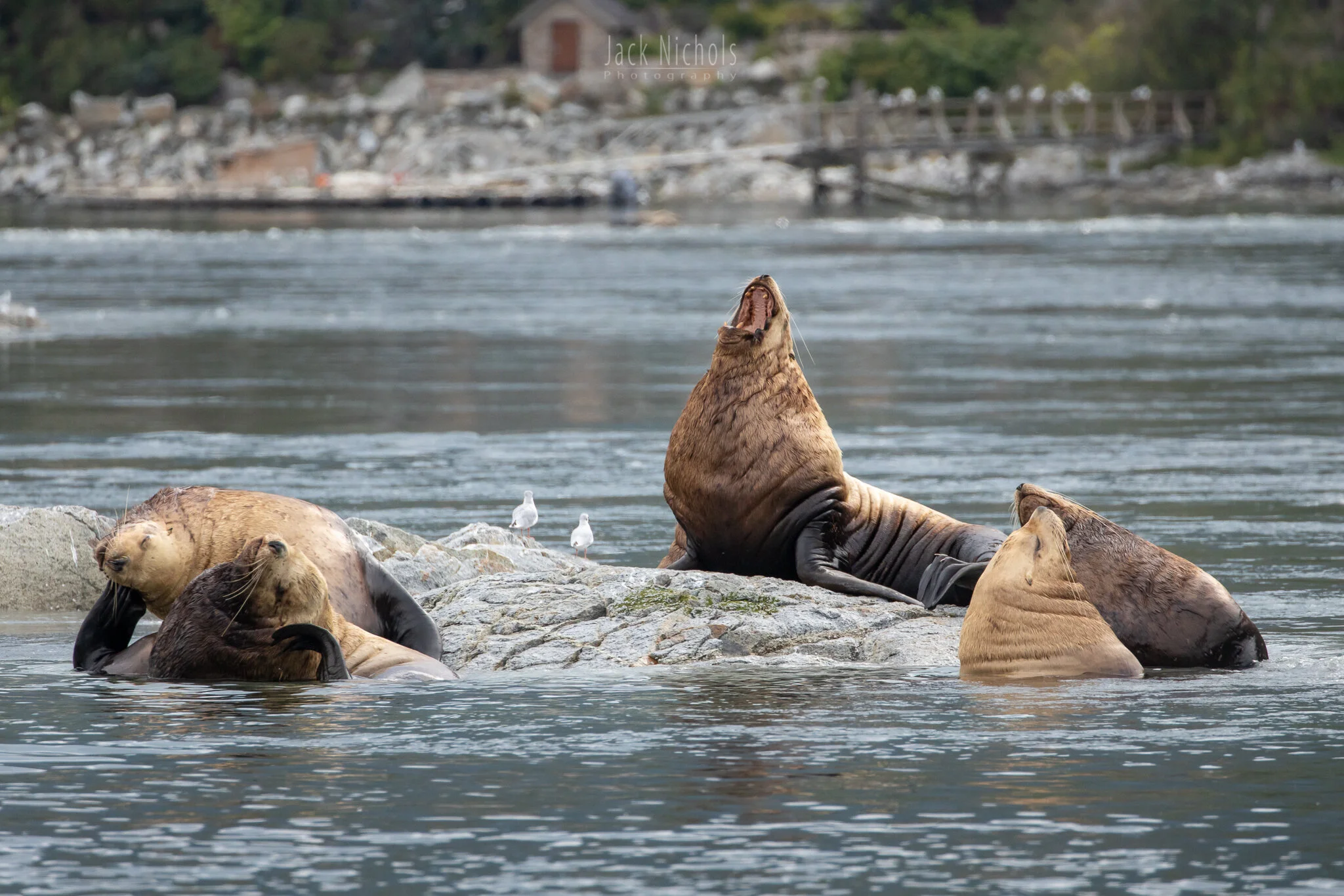 Campbell River, Water - Group of large sea lions on rocks in front of Sonora Resort-20190907.jpg