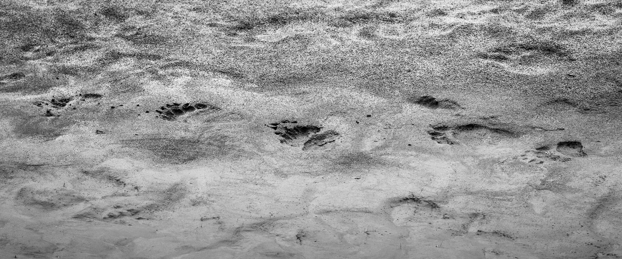 Campbell River, Toba Inlet - Footprints of grizzly bear on river bank, black and white-20190908.jpg