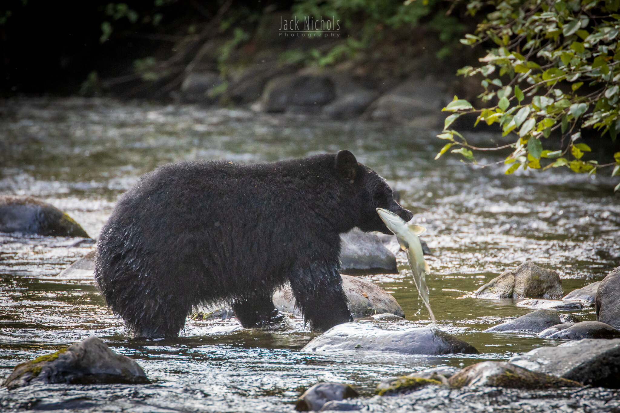 Campbell River, Quinsam - Black bear pulling salmon from river-20190907.jpg