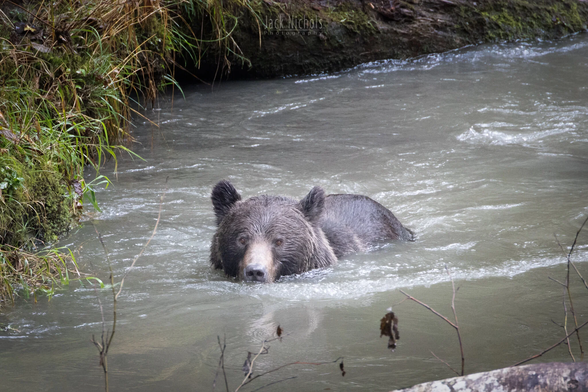 Campbell River, Toba Inlet - Grizzly bear swimming towards camera in the river-20190908.jpg