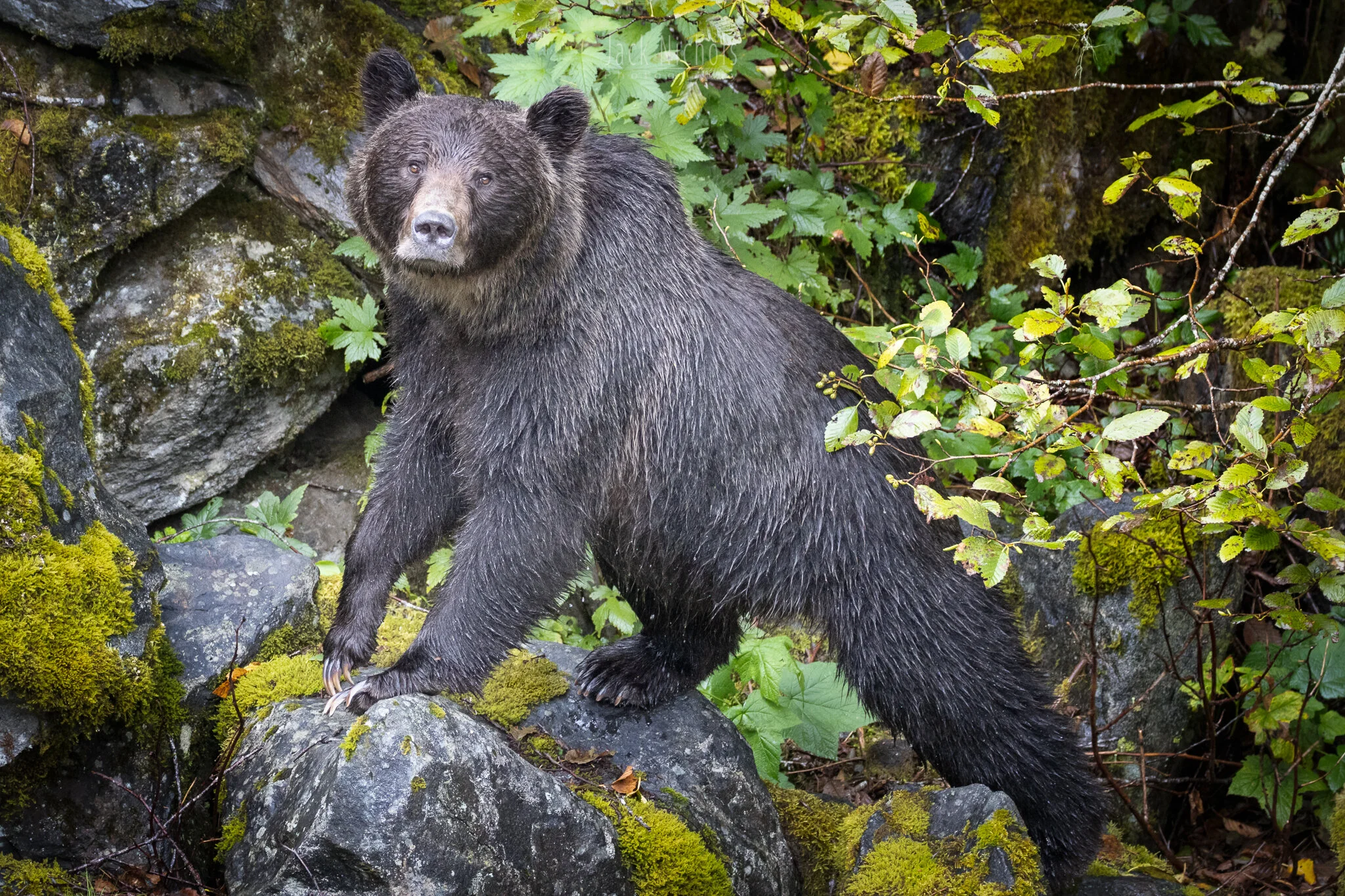 Campbell River, Toba Inlet - Grizzly bear looking at camera on rocks-20190908.jpg