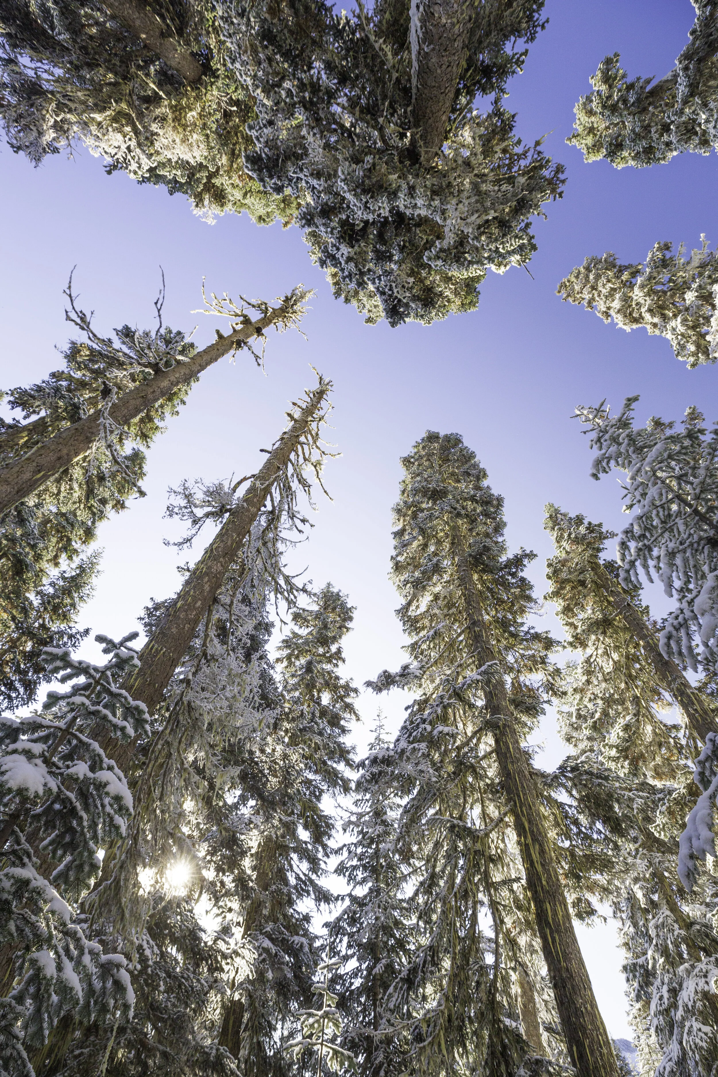 Rainy Pass. Maple Pass - Looking up at tall snow covered trees i