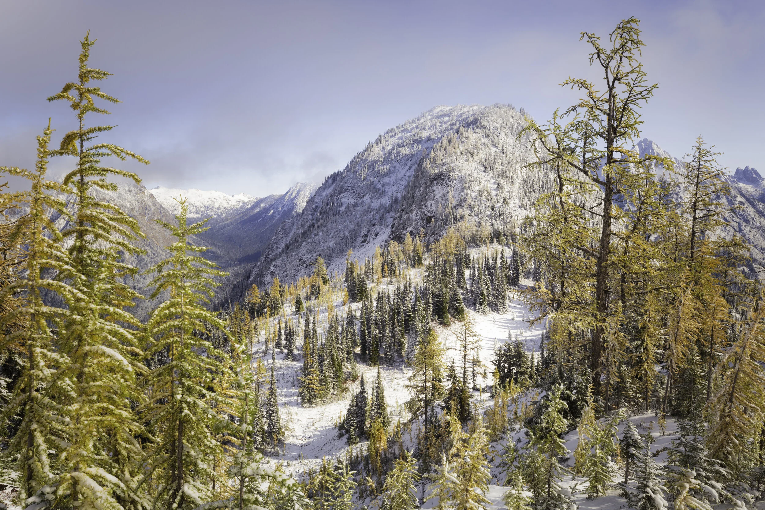 Rainy Pass. Maple Pass - Larch and evergreen forest at Heather P