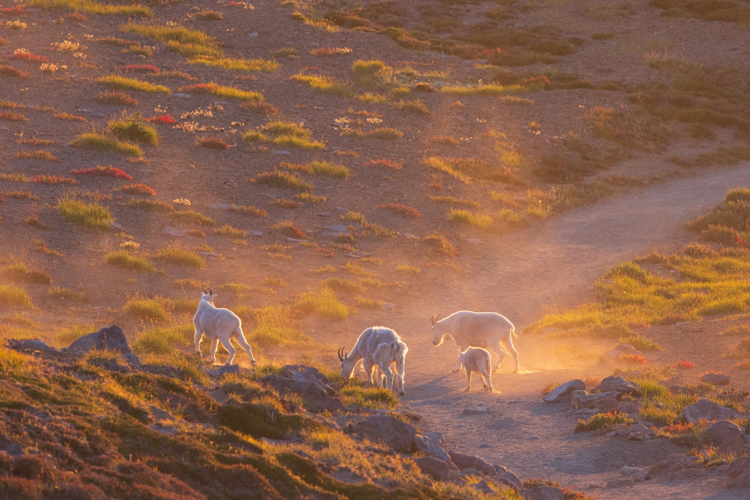 Goat Crossing (Copy)