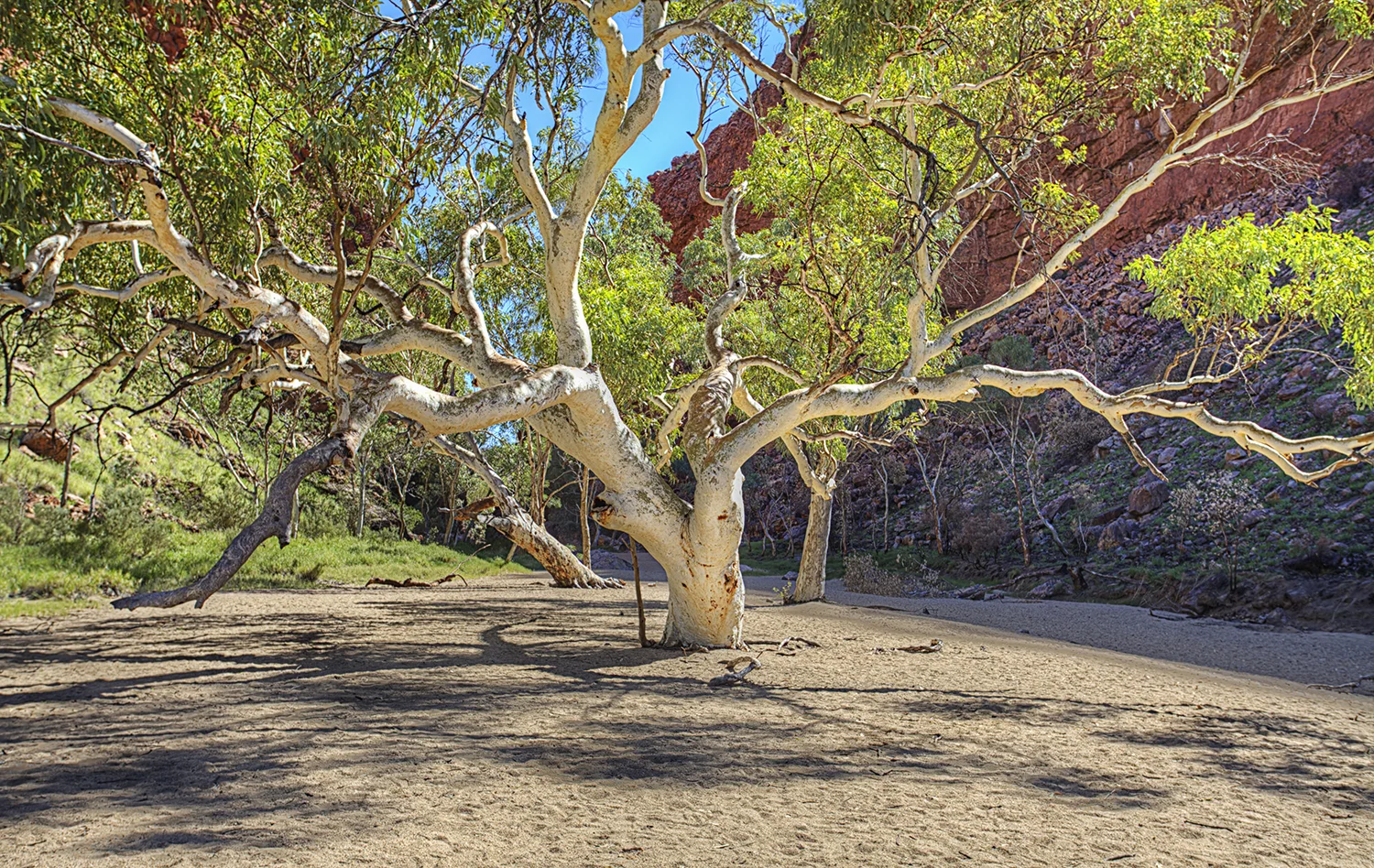 I love this tree! Simpsons Gap, Northern Territory