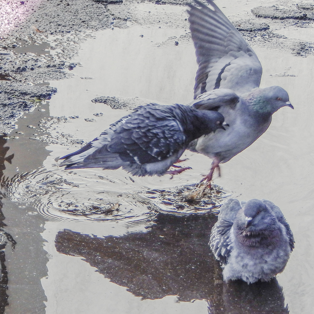 playful pigeons in puddles