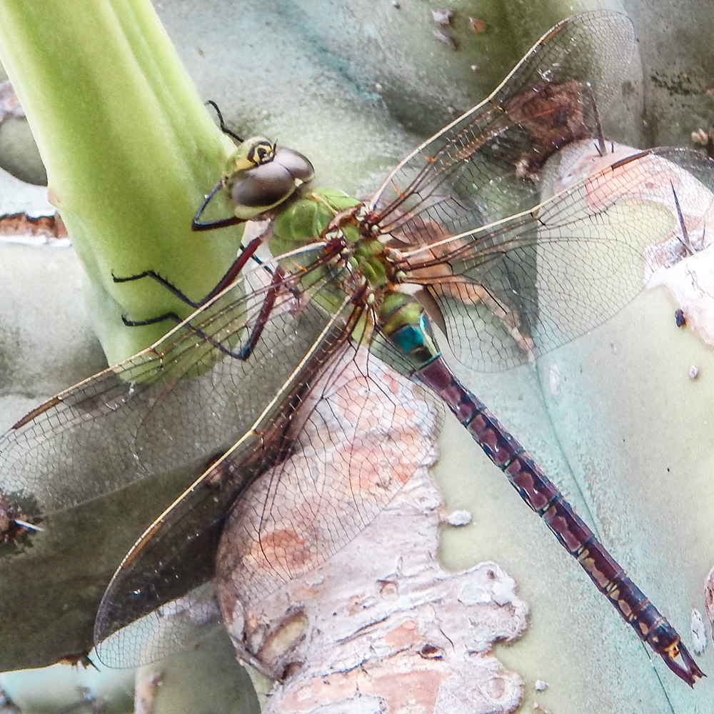 stayed as long as she could, and then she flew away