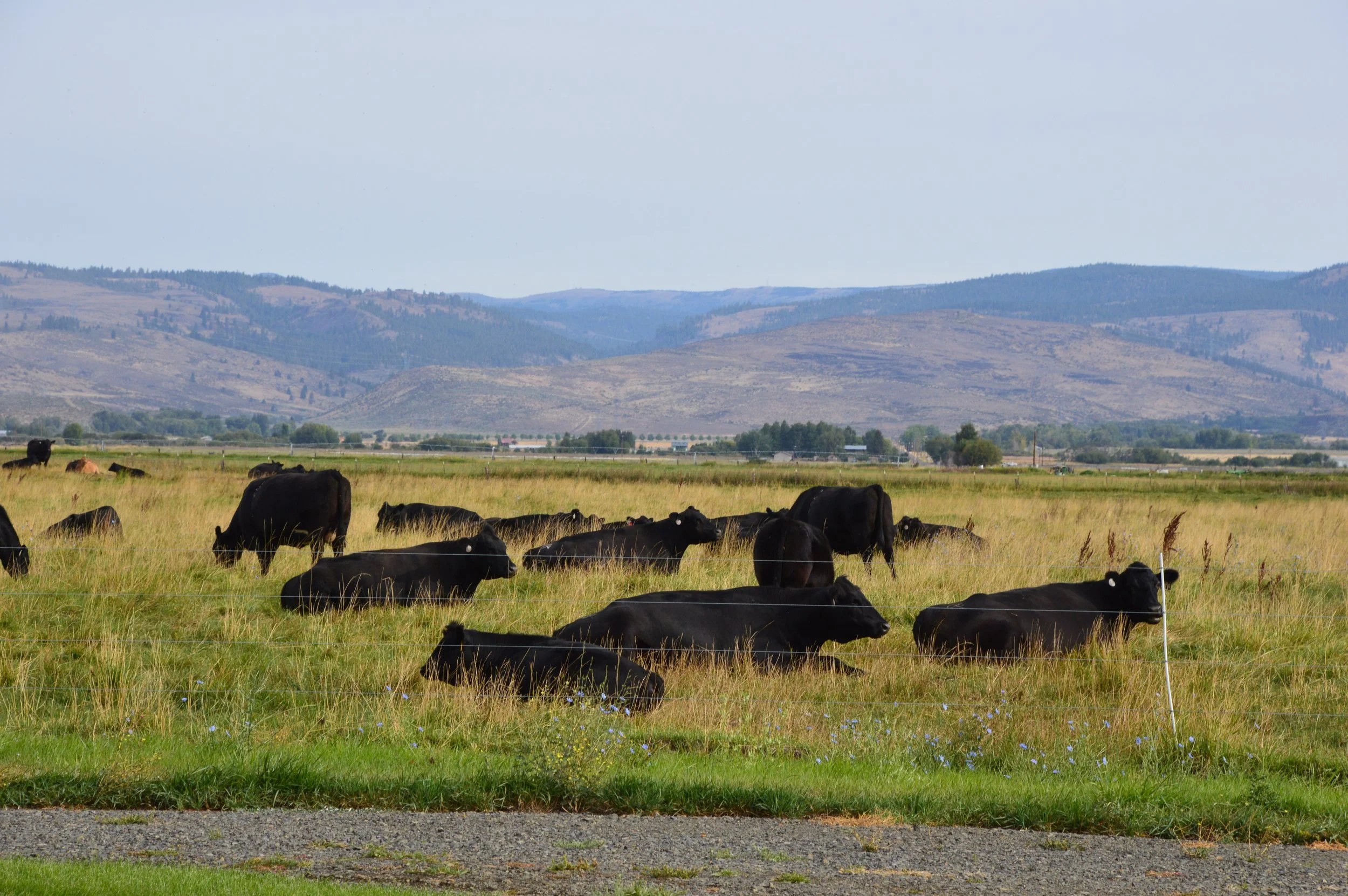 Thurston County CattleWomen