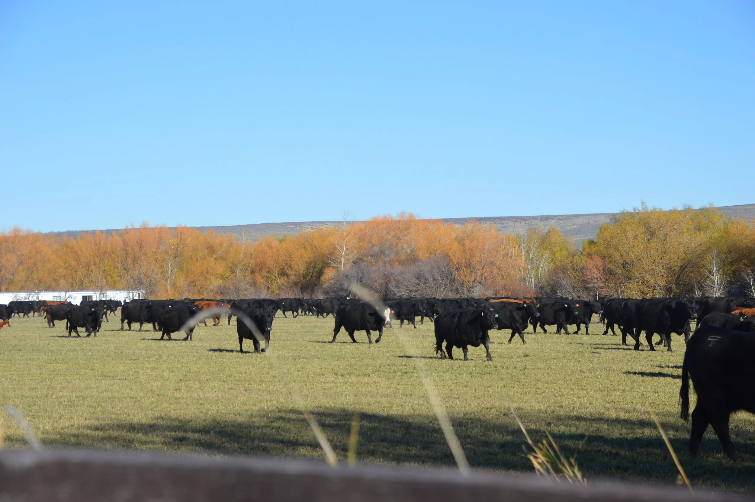 Kittitas County CattleWomen