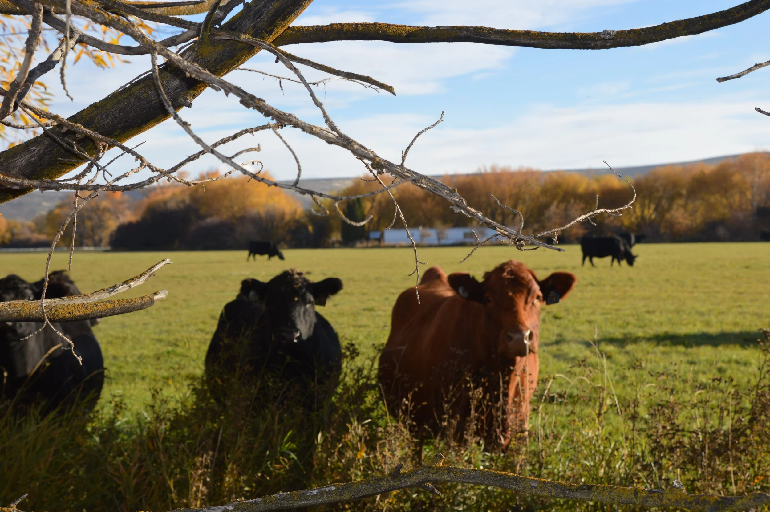 Kittitas County Fall General Meeting