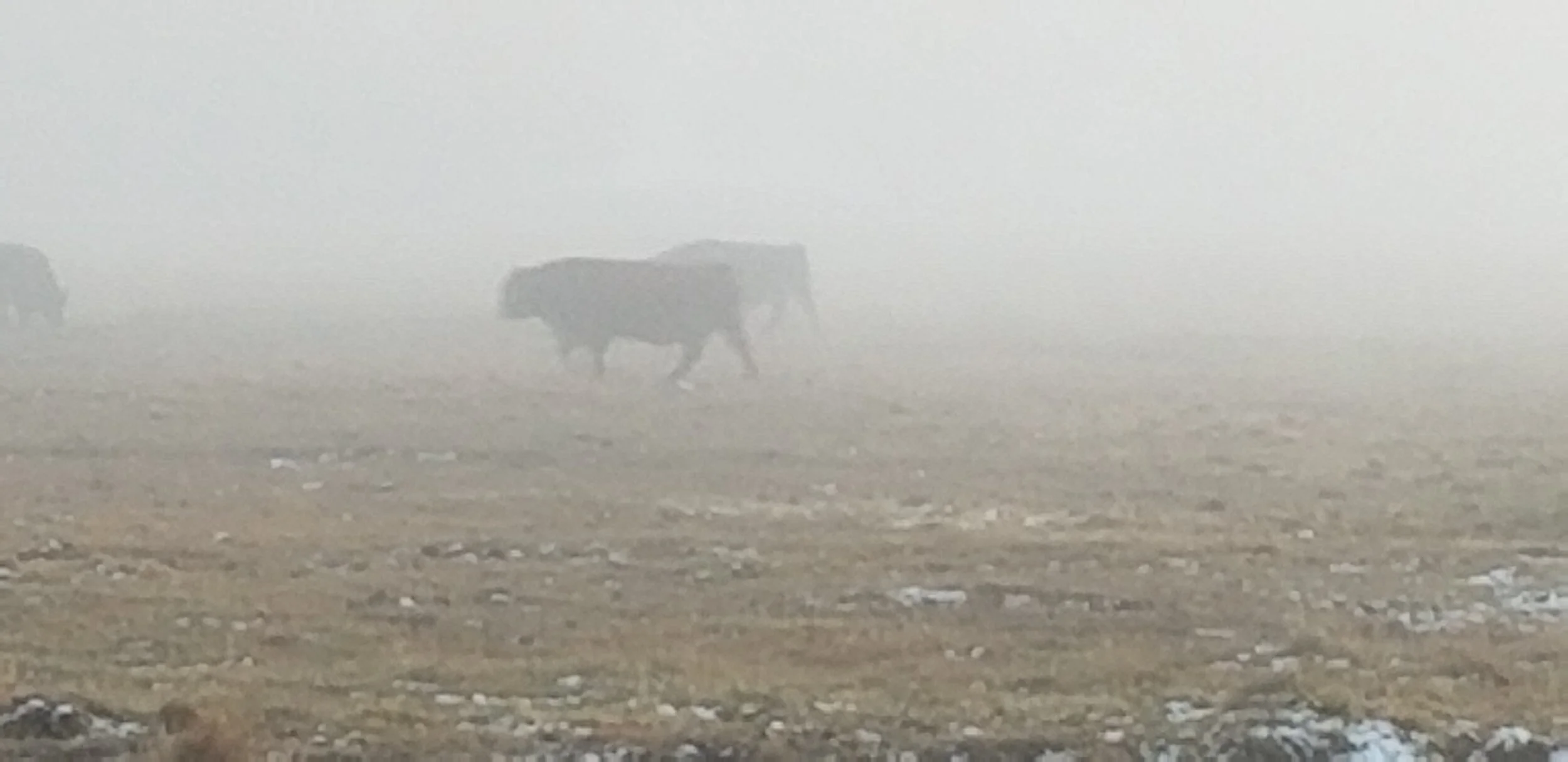 Kittitas County Cattlemen/CattleWomen Banquet