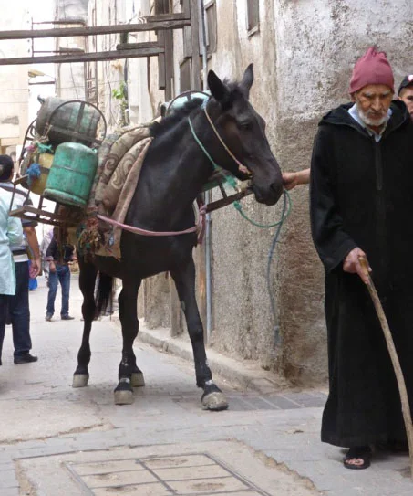 donkey_fes_souk.jpg