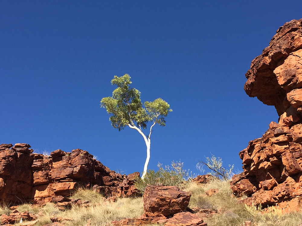 Ghost Gum.jpg