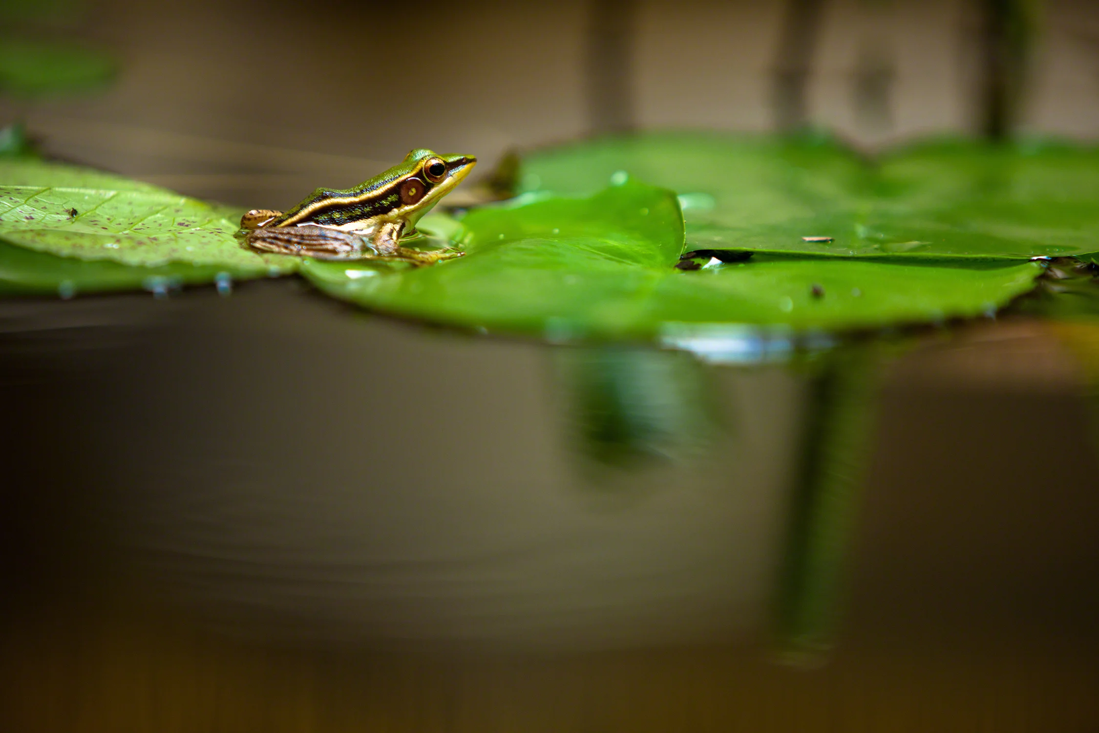 20110521-YaoNoi-0956.jpg