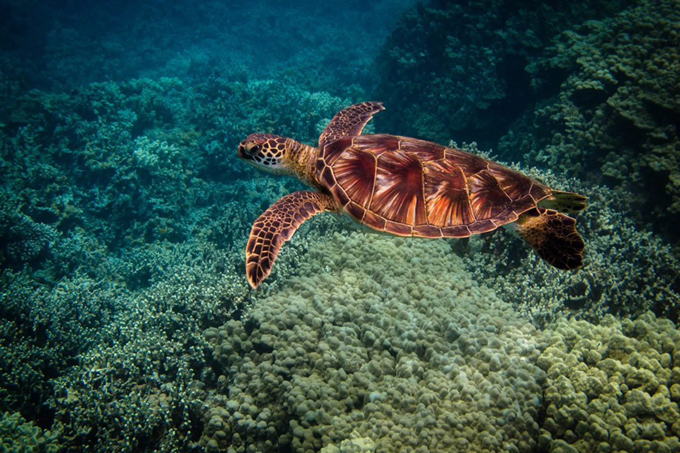 Hawaii-turtle.jpg