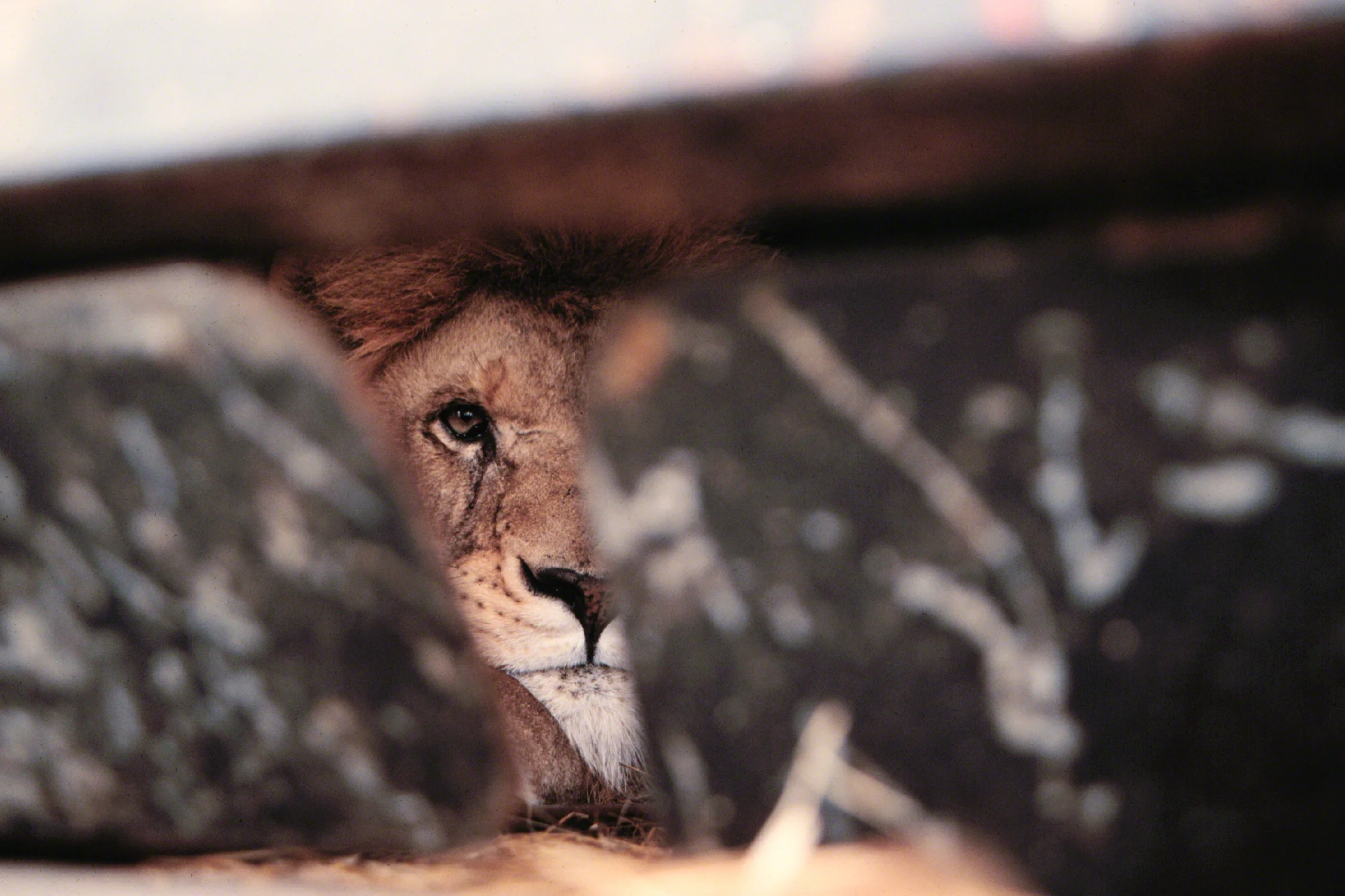 Lion-barnum-bailey.jpg