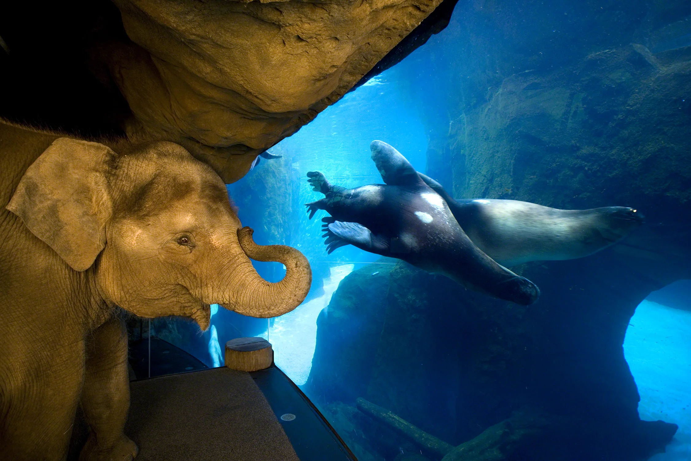 OregonZoo-1727_lyrs.jpg