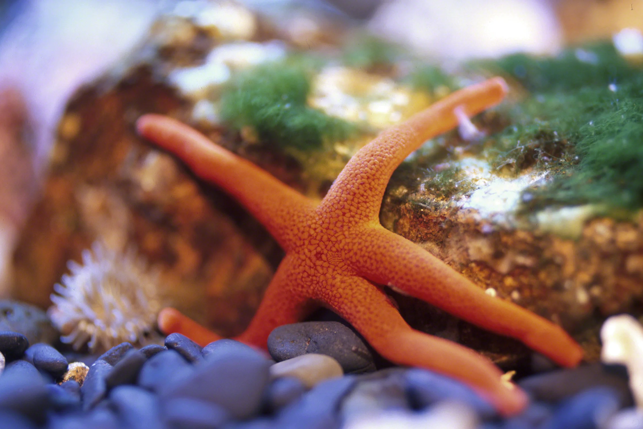 Starfish_upRez.jpg