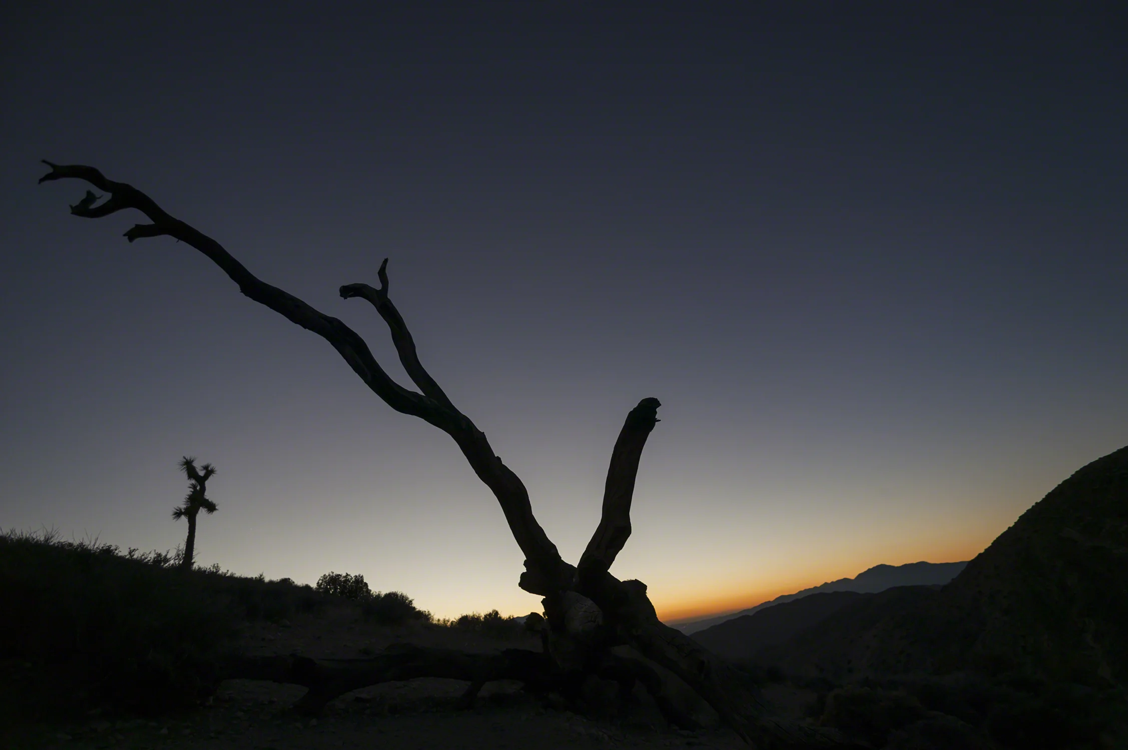 JoshuaTree_025T8258.jpg